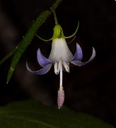 Campanula scouleri - Scouler's Bluebell 15-1555_1